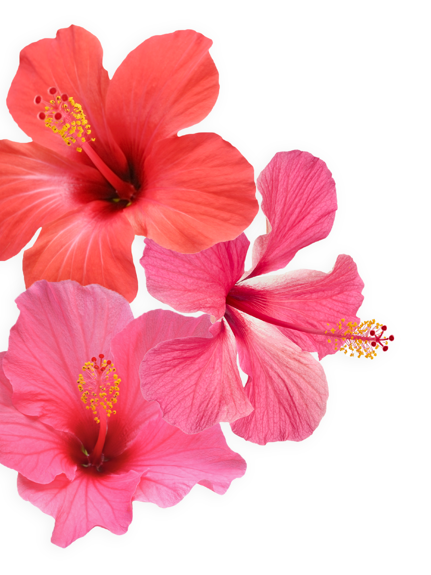Group of three different pink tropical flowers